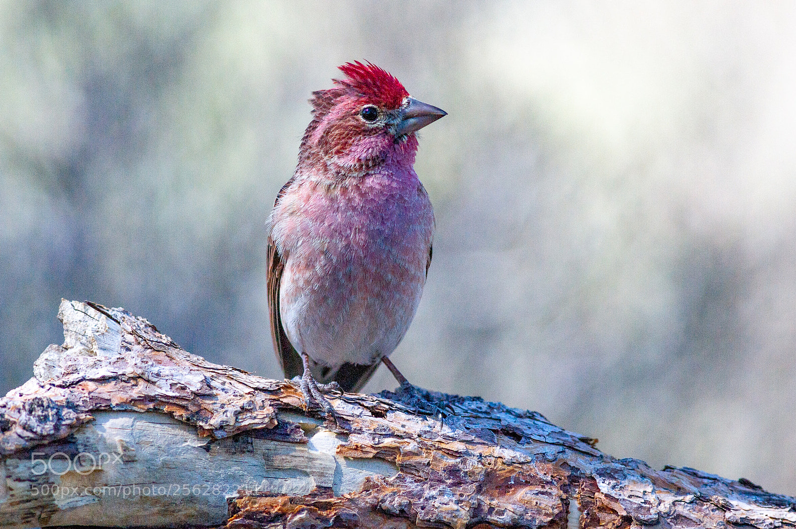 Nikon D3S sample photo. Cassins finch photography