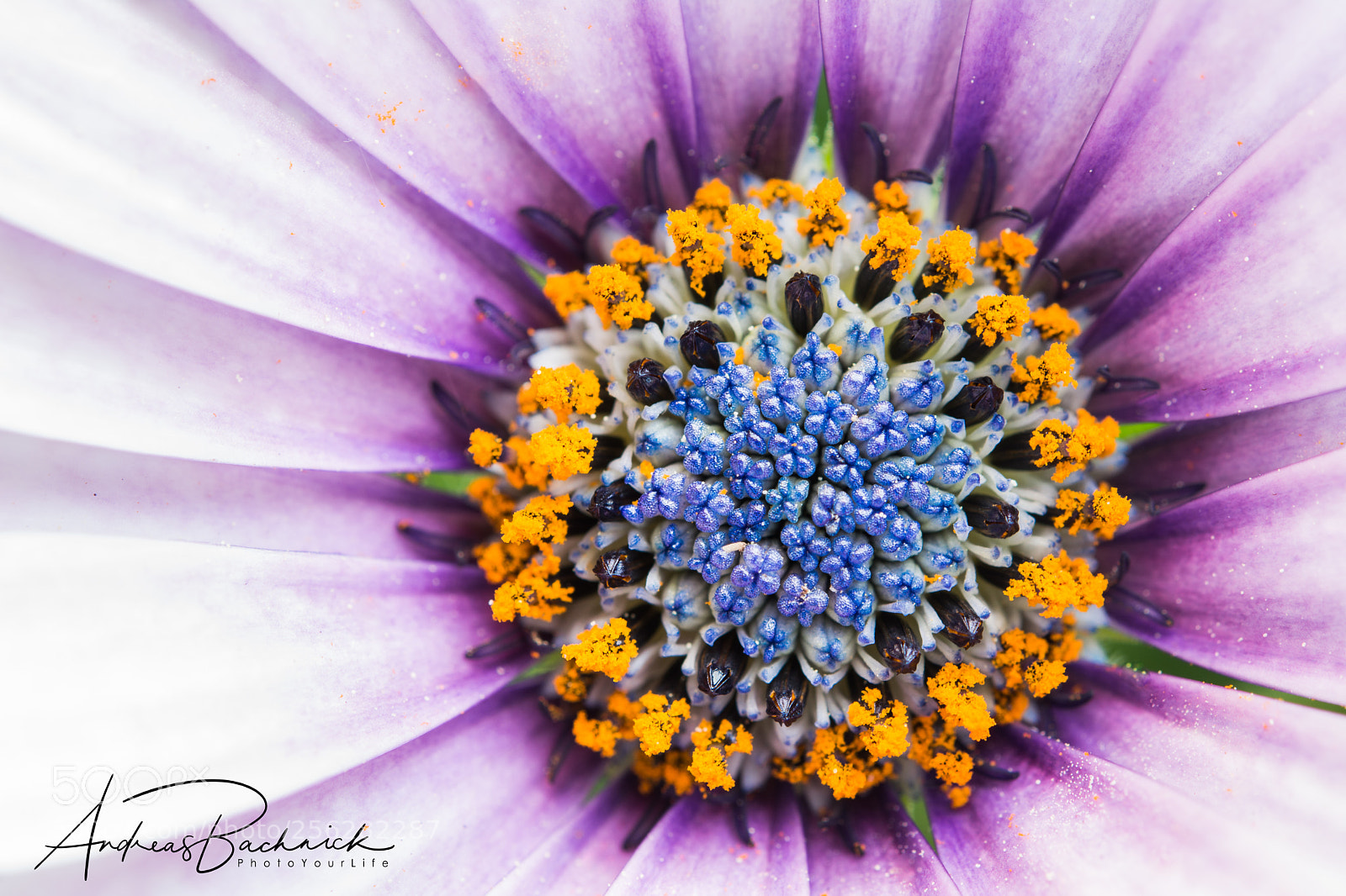 Nikon D5200 sample photo. The center photography