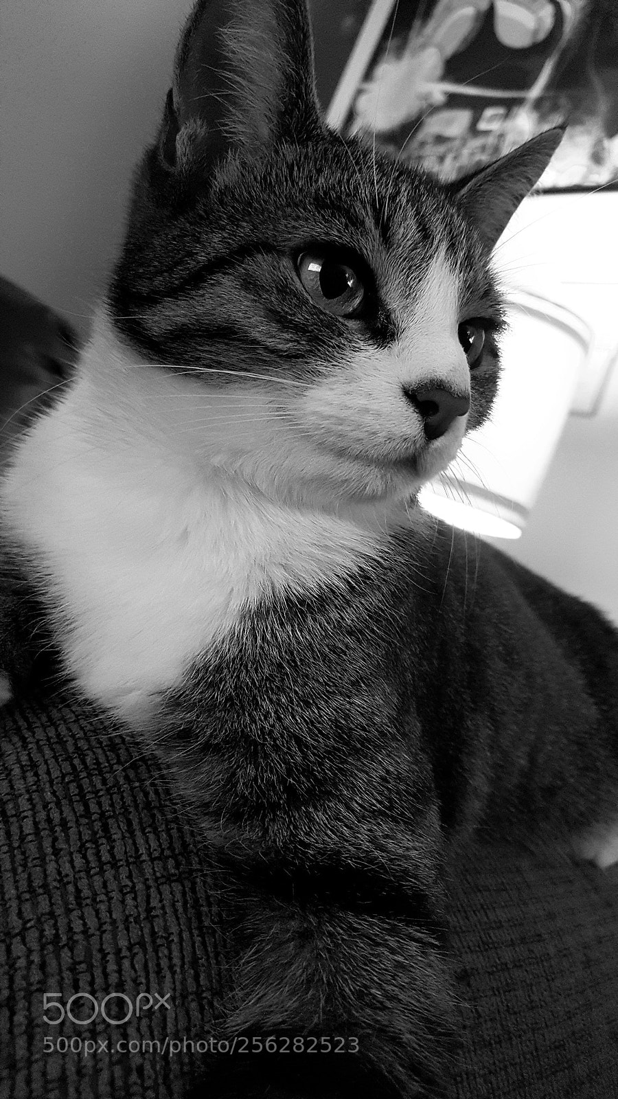 Samsung GALAXY S6 edge sample photo. Pensive photography