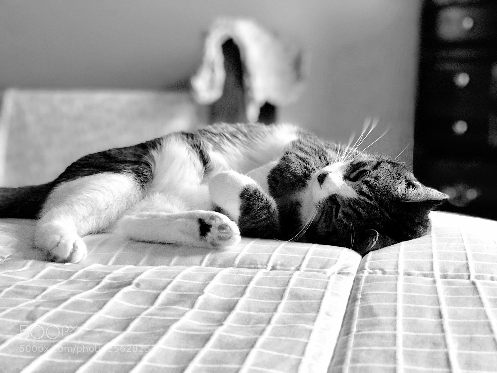 Apple iPhone 7 Plus sample photo. Cat naps photography
