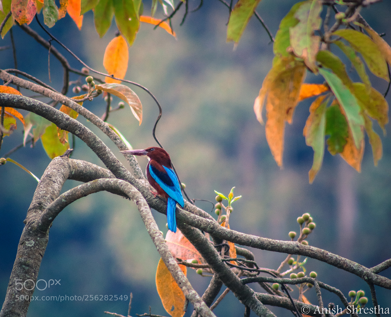 Canon EOS 750D (EOS Rebel T6i / EOS Kiss X8i) sample photo. Kingfisher photography
