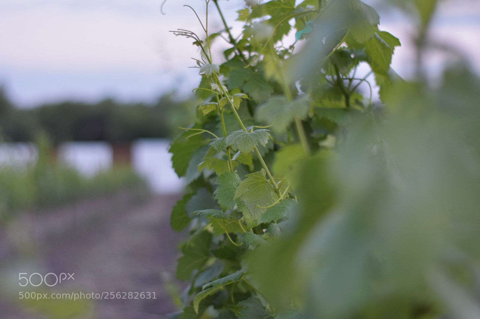 Nikon D3400 sample photo. Vineyard photography