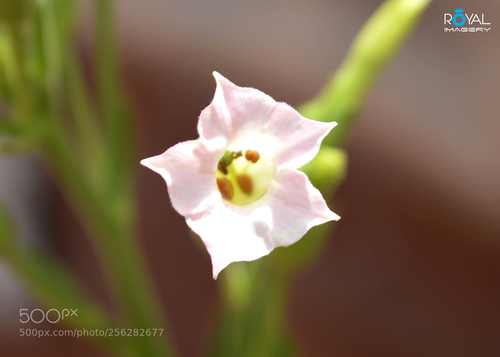 Nikon D3200 sample photo. F17 photography