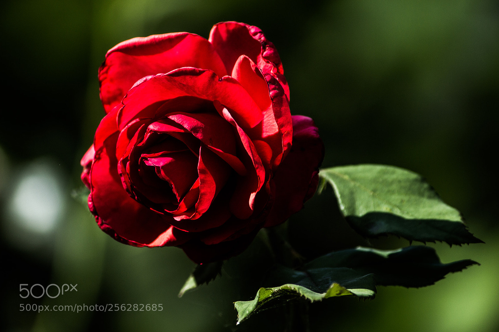 Canon EOS 700D (EOS Rebel T5i / EOS Kiss X7i) sample photo. Kiss from a rose photography