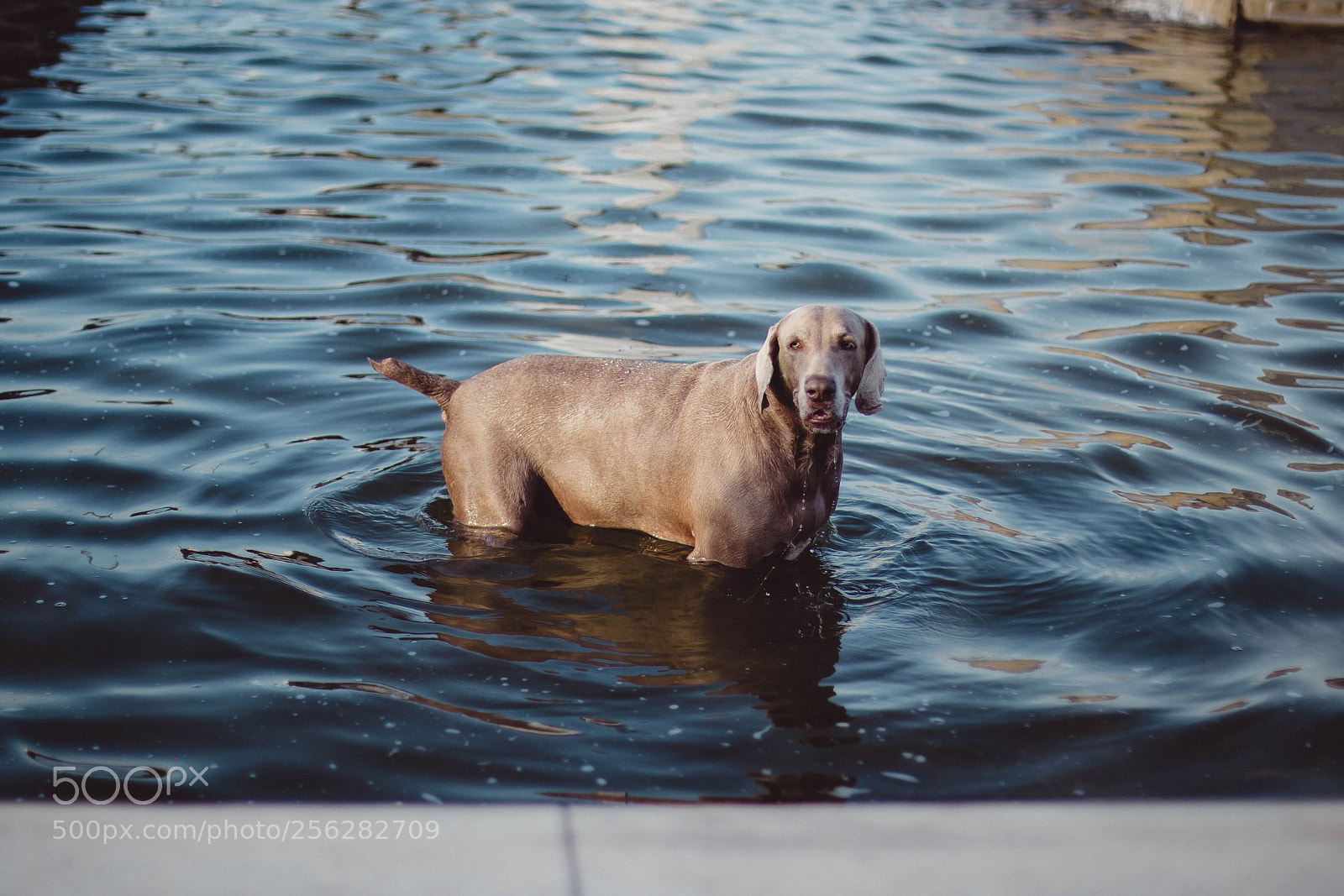 Canon EOS 6D sample photo. Water dog photography