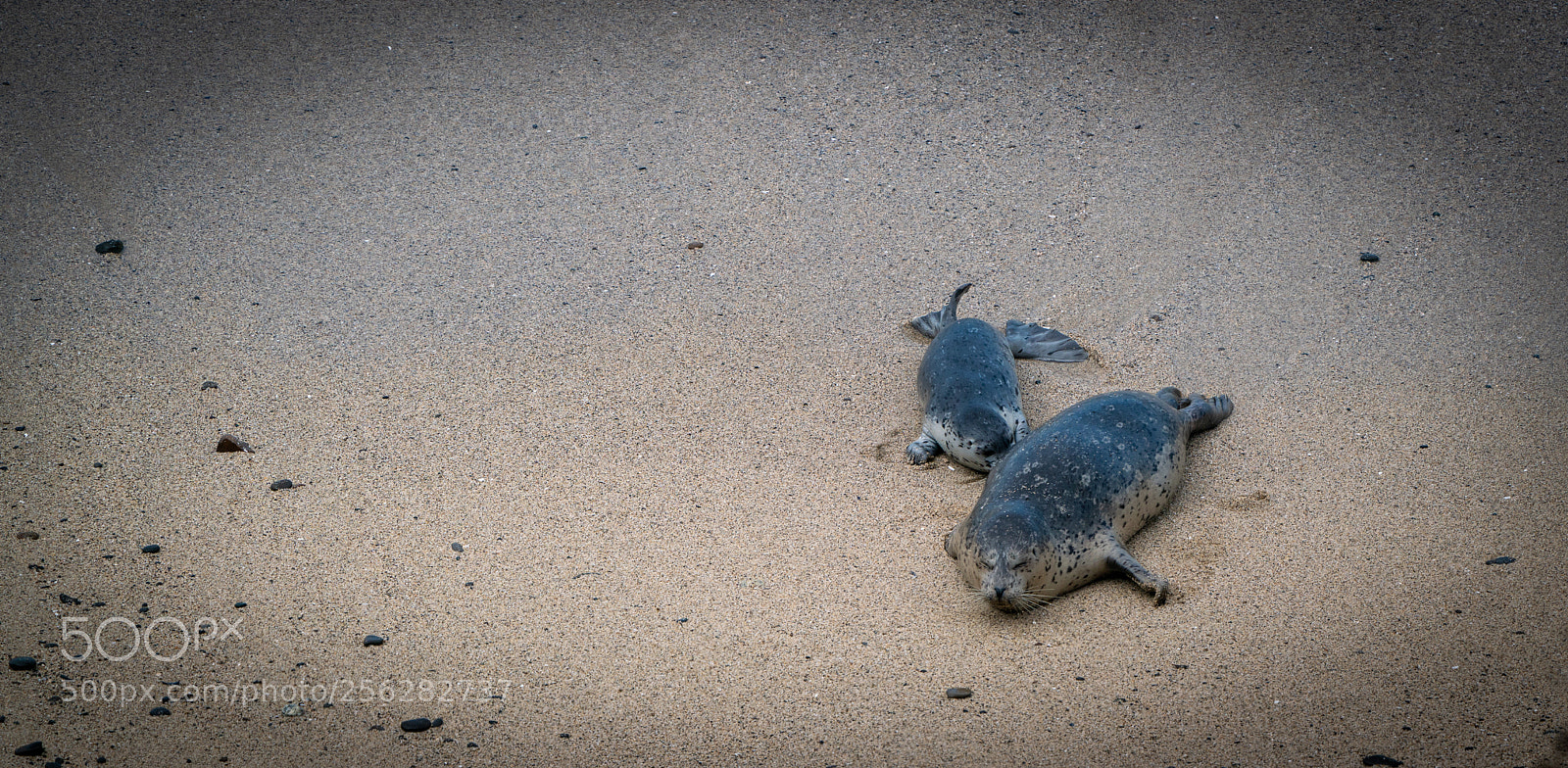 Sony a7R III sample photo. The wild ocean photography