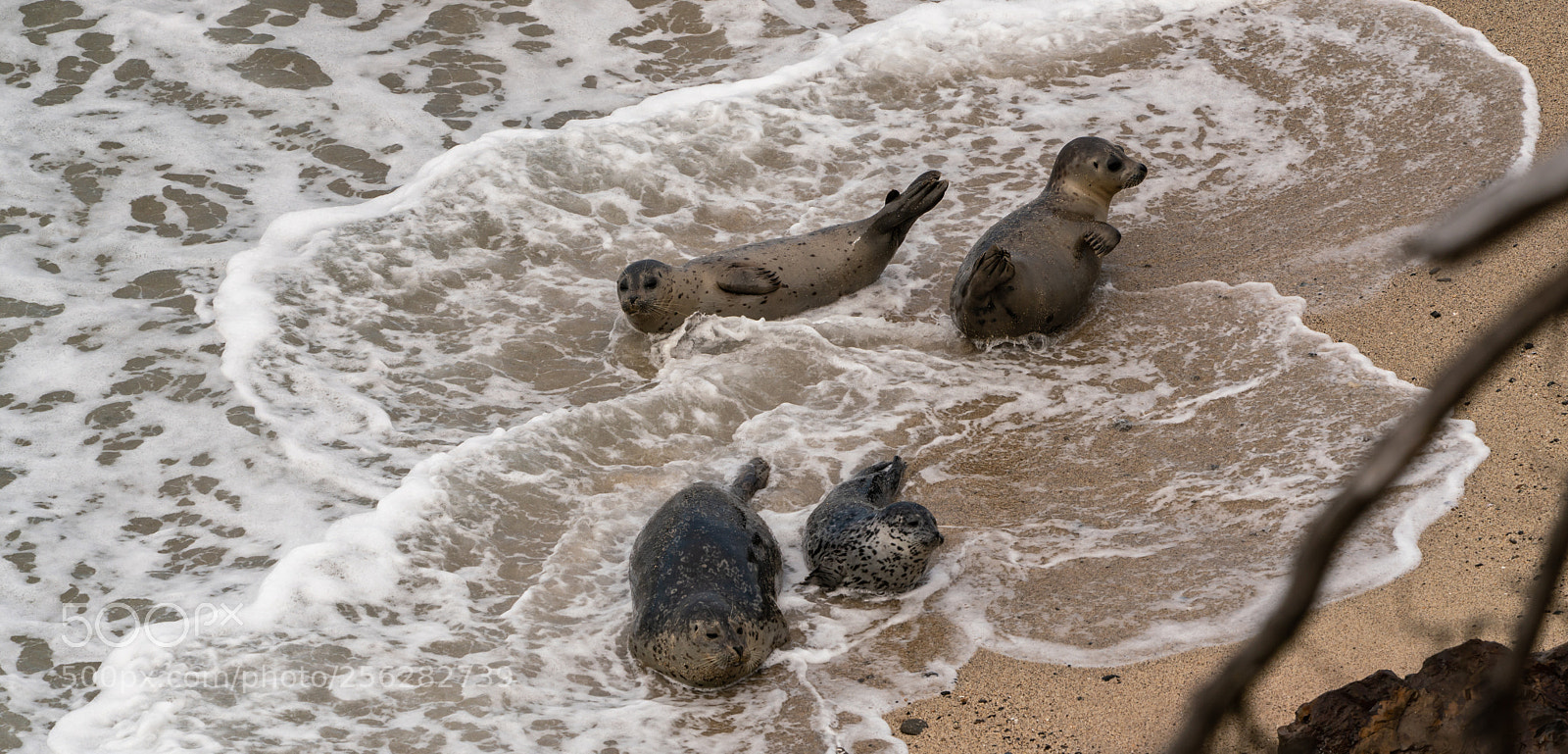 Sony a7R III sample photo. The wild ocean photography