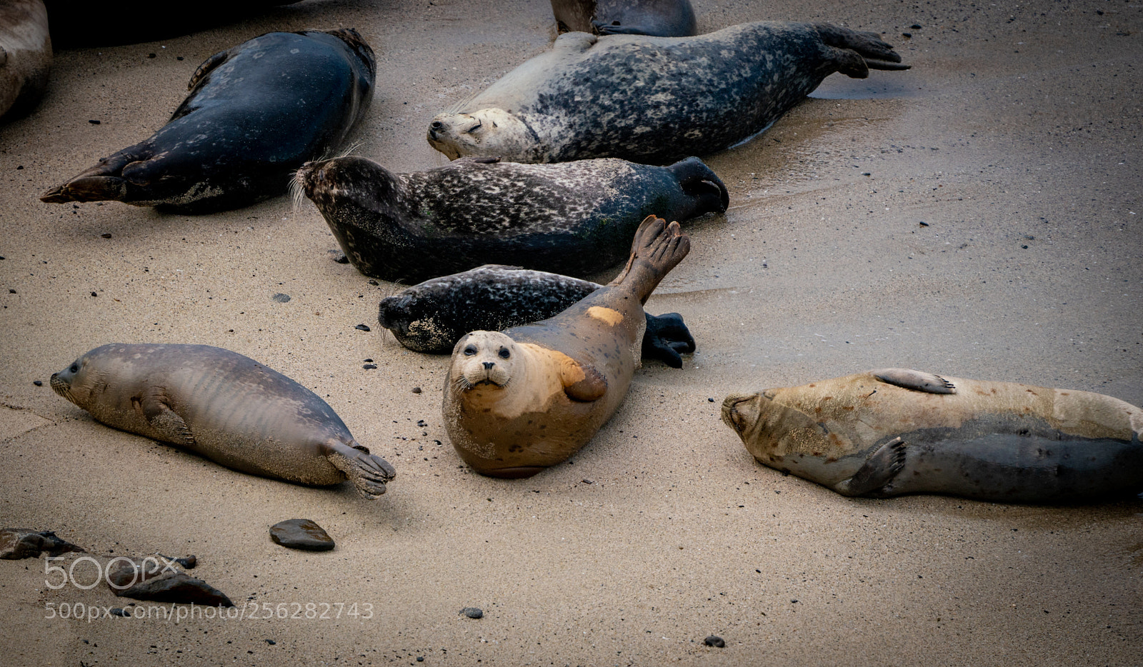 Sony a7R III sample photo. The wild ocean photography
