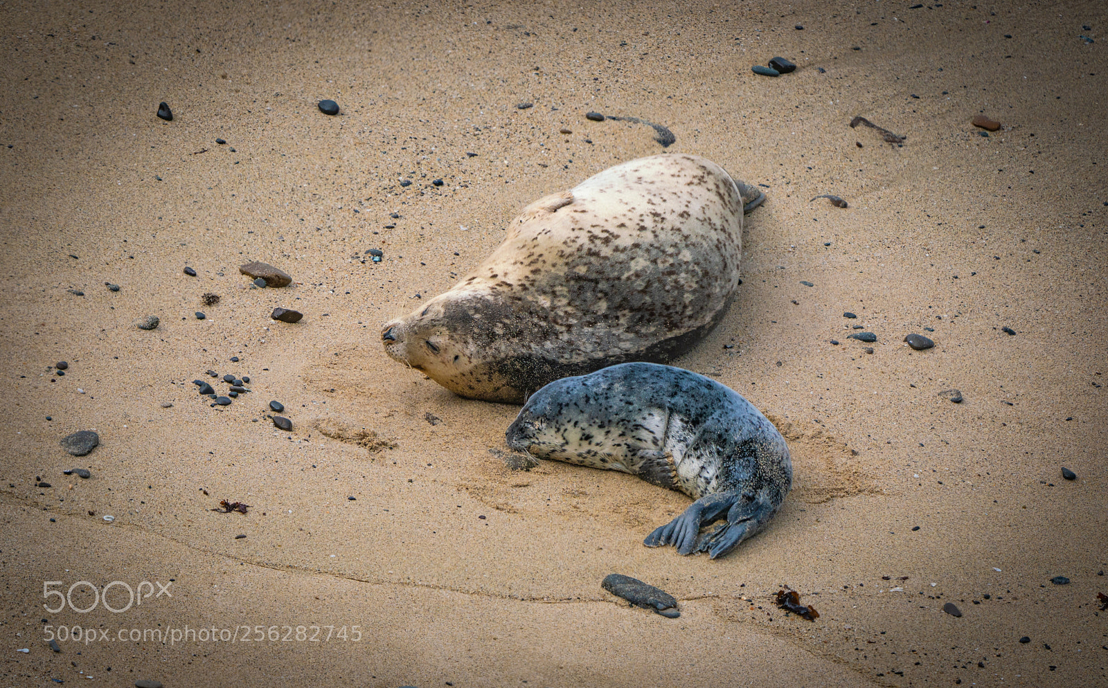 Sony a7R III sample photo. The wild ocean photography