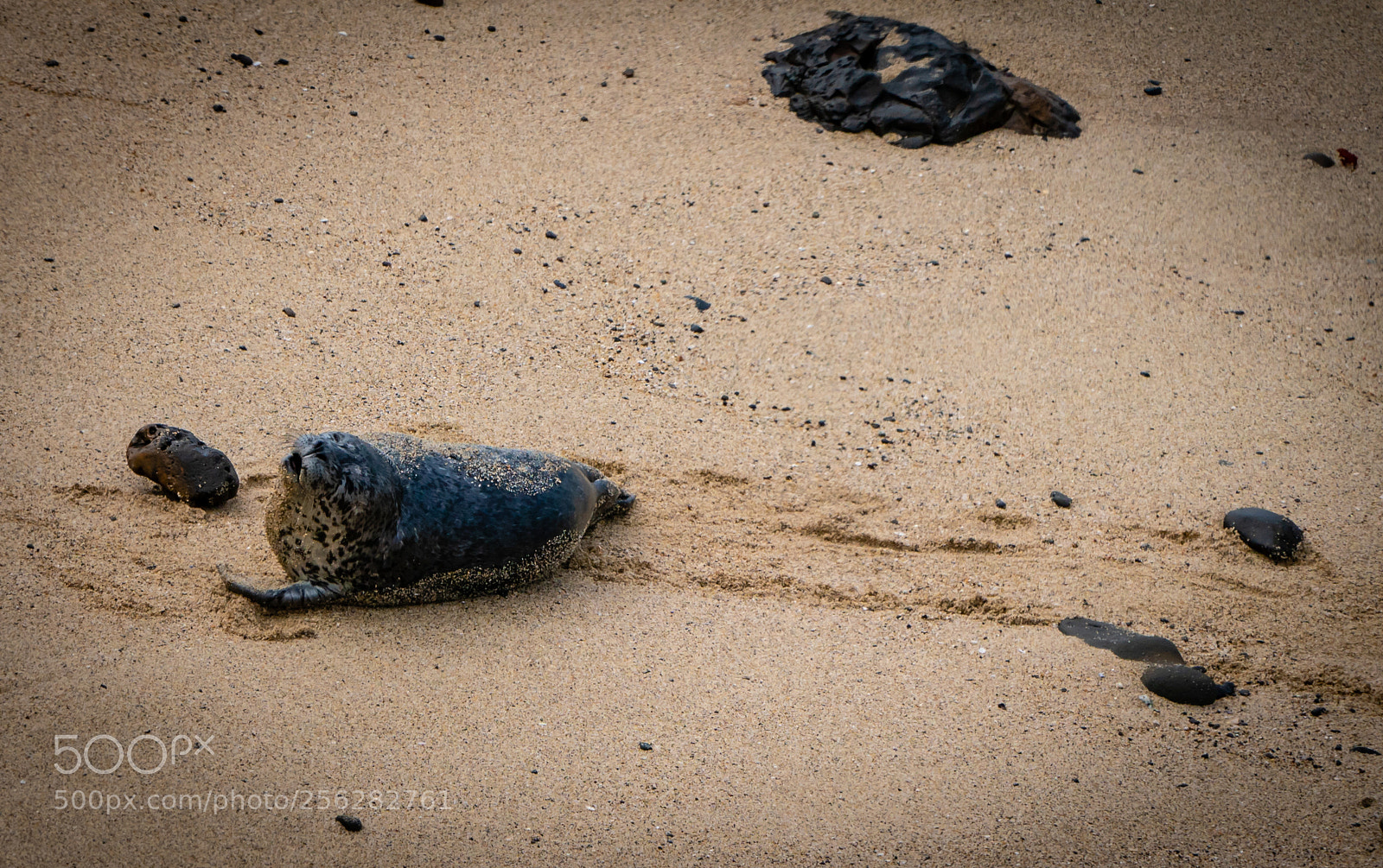 Sony a7R III sample photo. The wild ocean photography