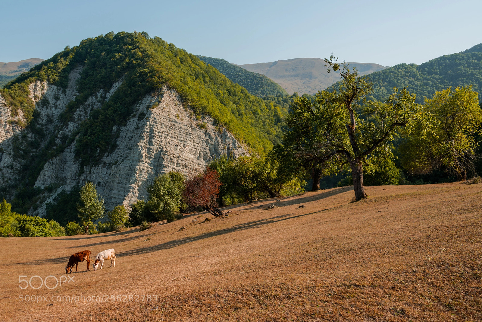 Nikon D800 sample photo. Summer evening in guba photography