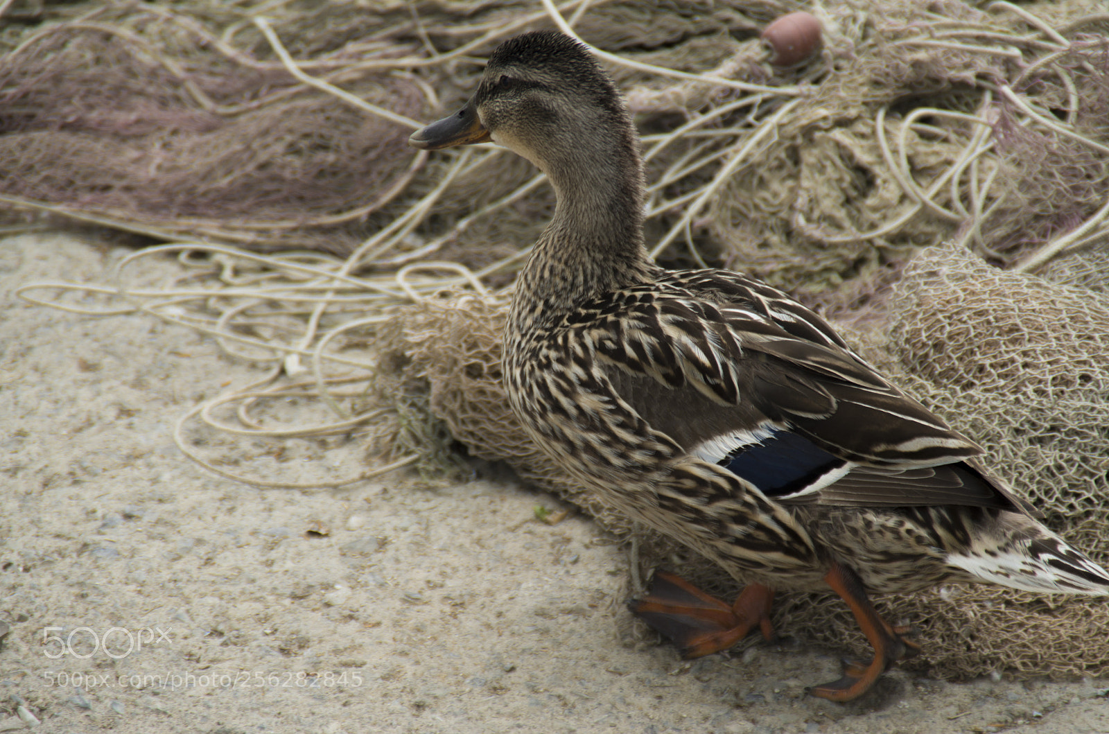 Pentax K-30 sample photo. Paperella photography