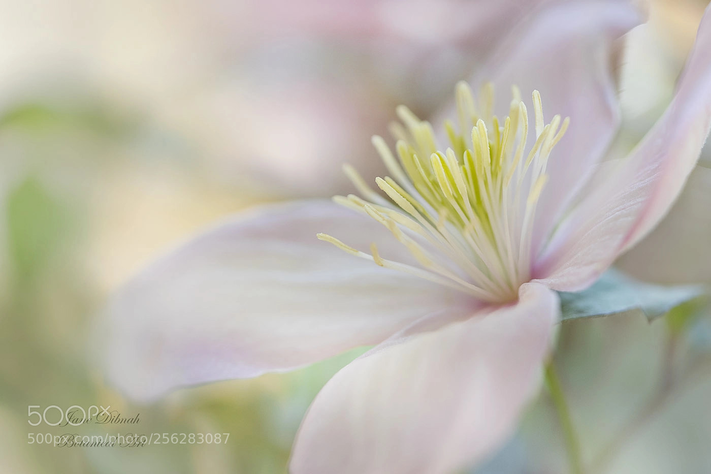 Canon EOS 7D Mark II sample photo. Clematis montana photography