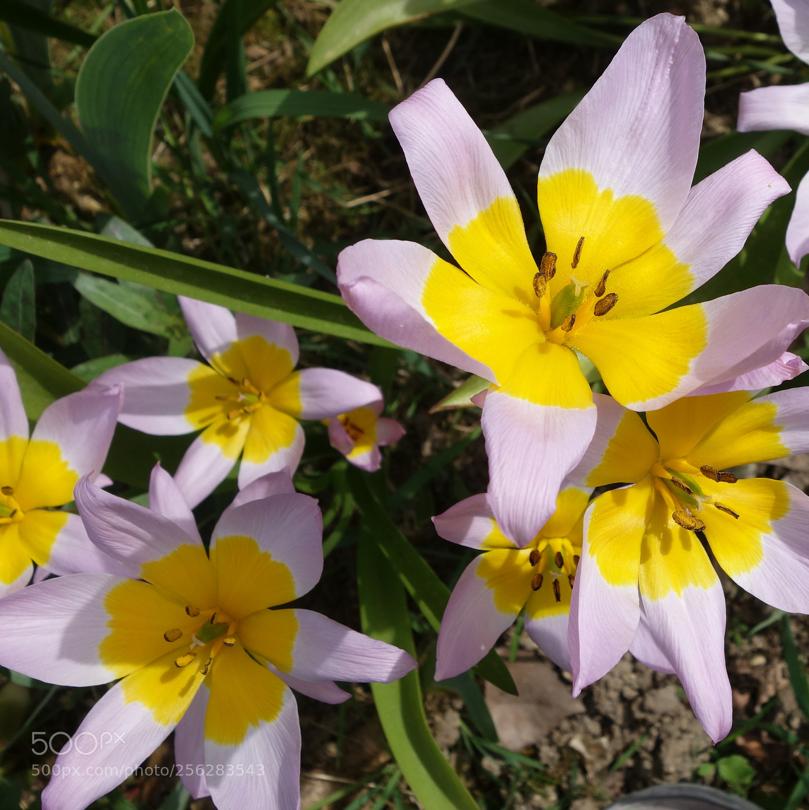 Sony Cyber-shot DSC-RX100 II sample photo. () cvp lot photography