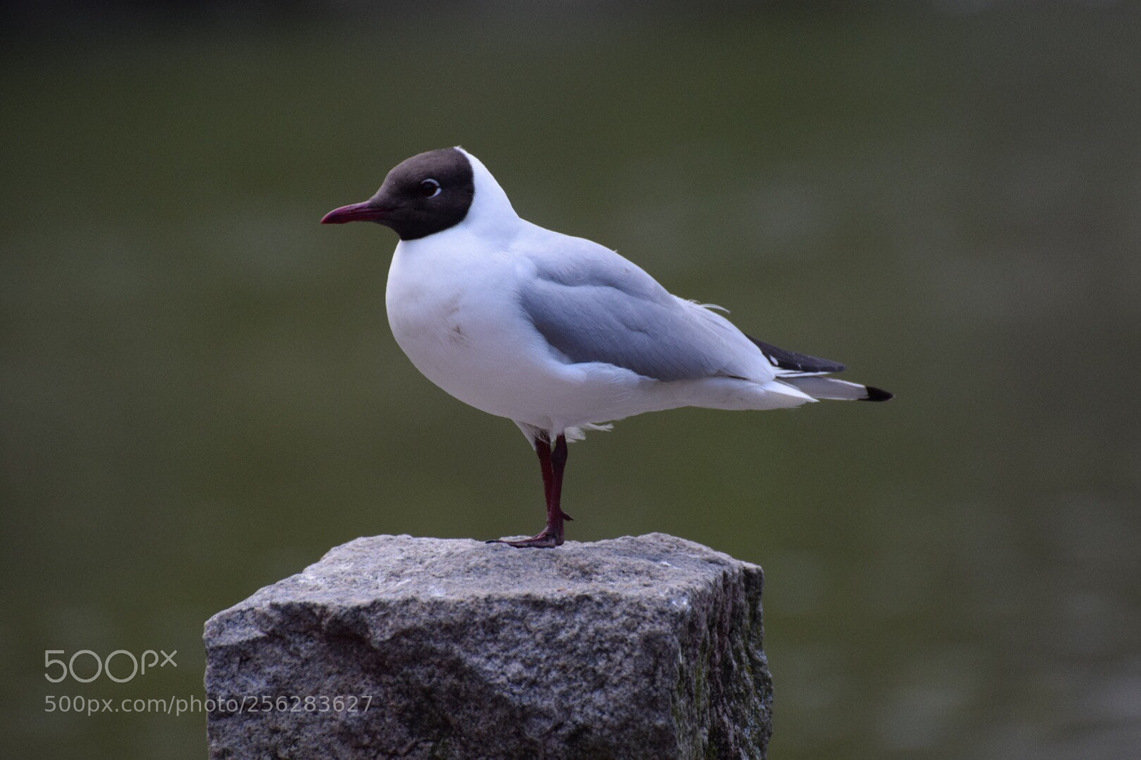 Nikon D5300 sample photo. Bird photography