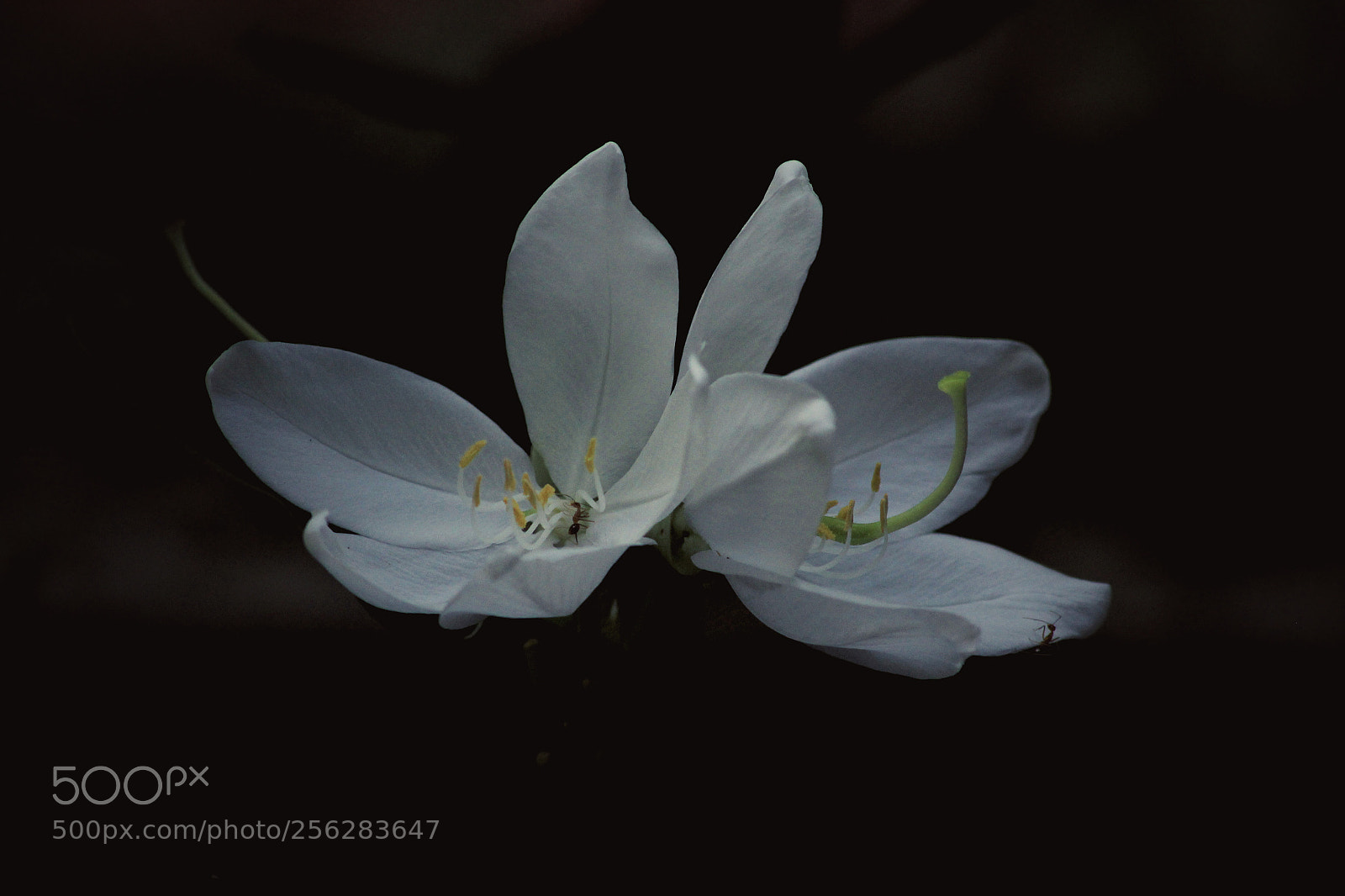 Canon EOS 1300D (EOS Rebel T6 / EOS Kiss X80) sample photo. Blumen photography