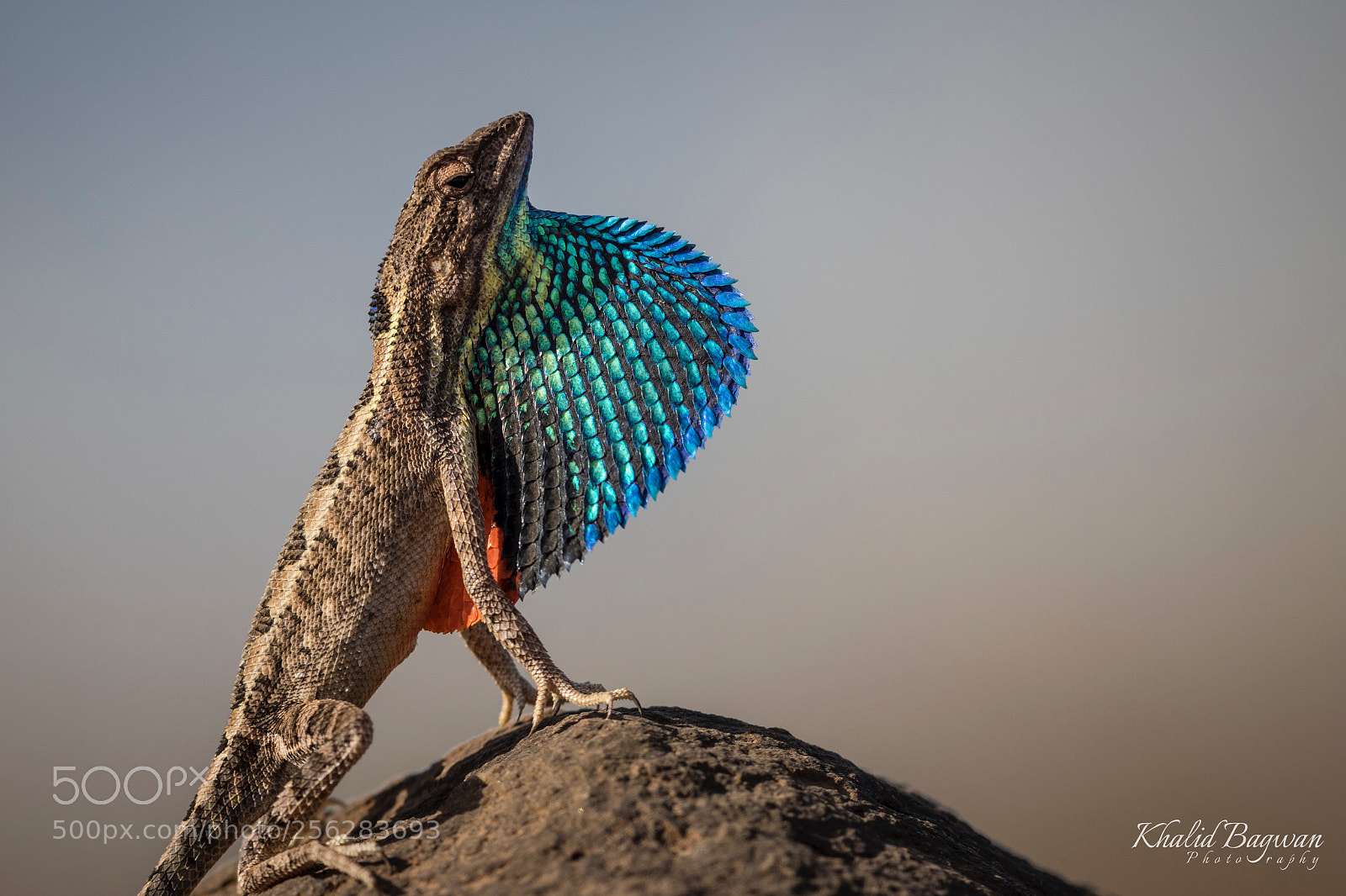 Canon EOS 7D Mark II sample photo. Fan-throated lizzard (male) photography