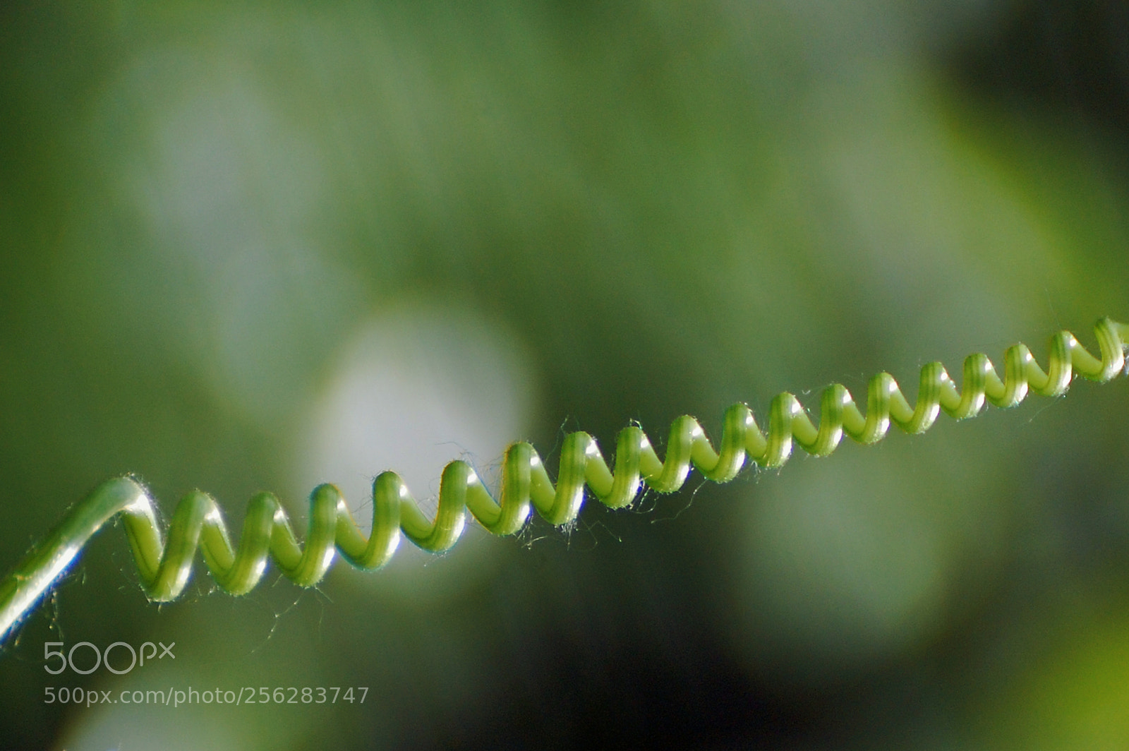 Nikon D40 sample photo. Simplicity photography