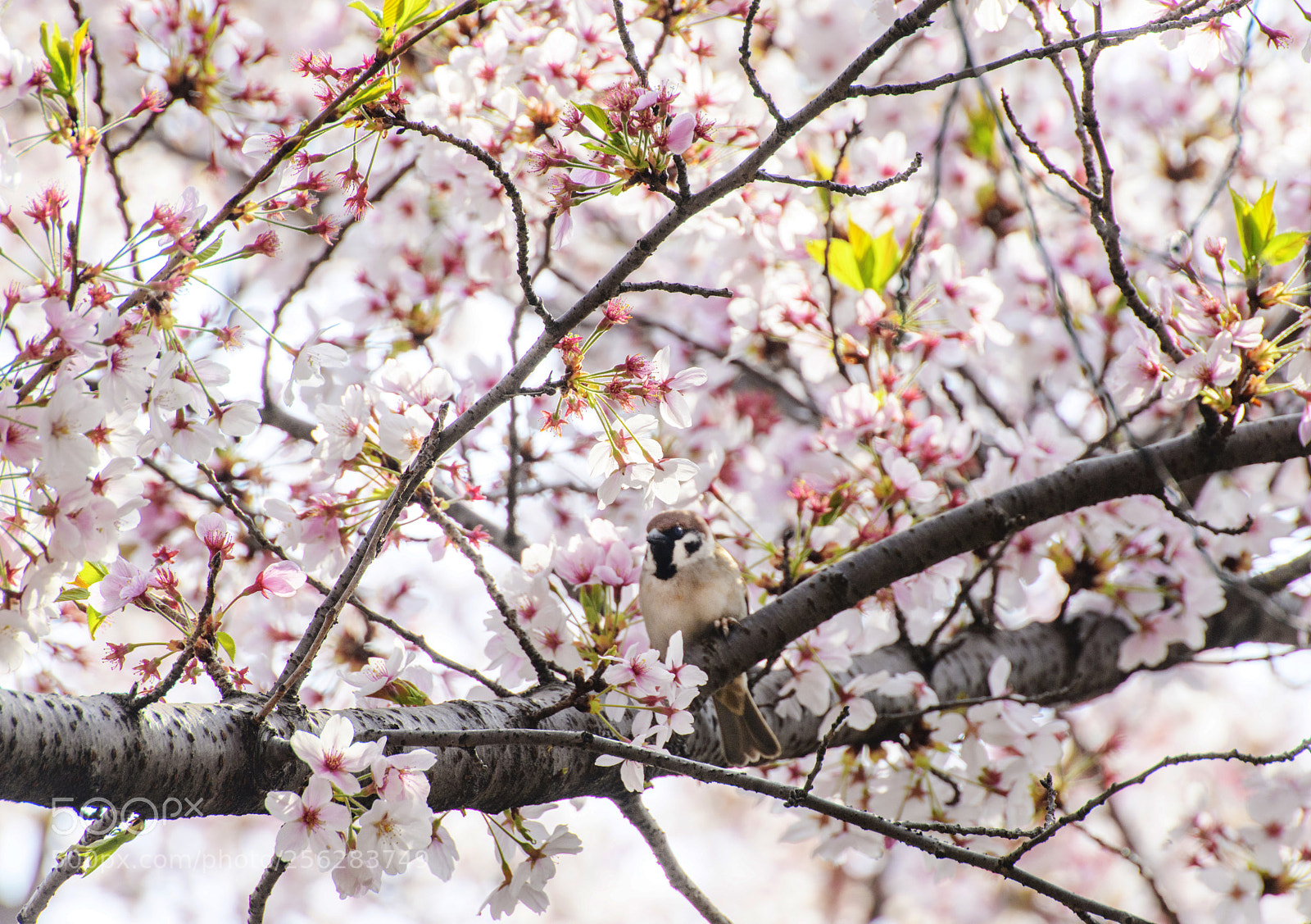 Nikon D850 sample photo. Sakura and sparrow photography