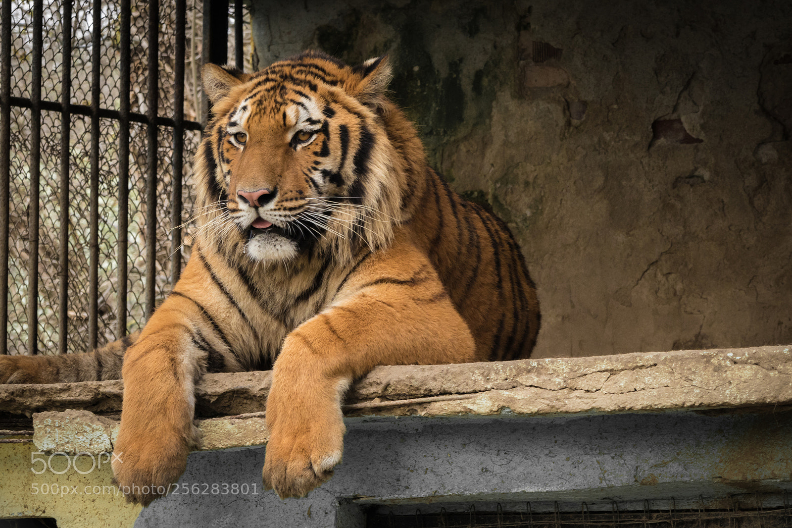 Canon EOS M5 sample photo. Tiger in a zoo photography