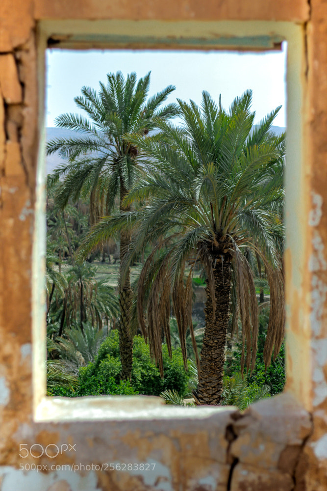 Canon EOS 60D sample photo. Untitled photography