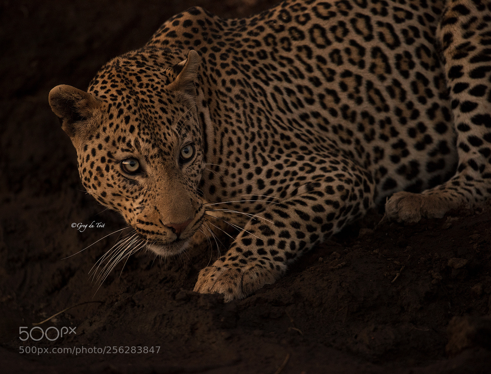 Nikon D810 sample photo. Golden portrait photography