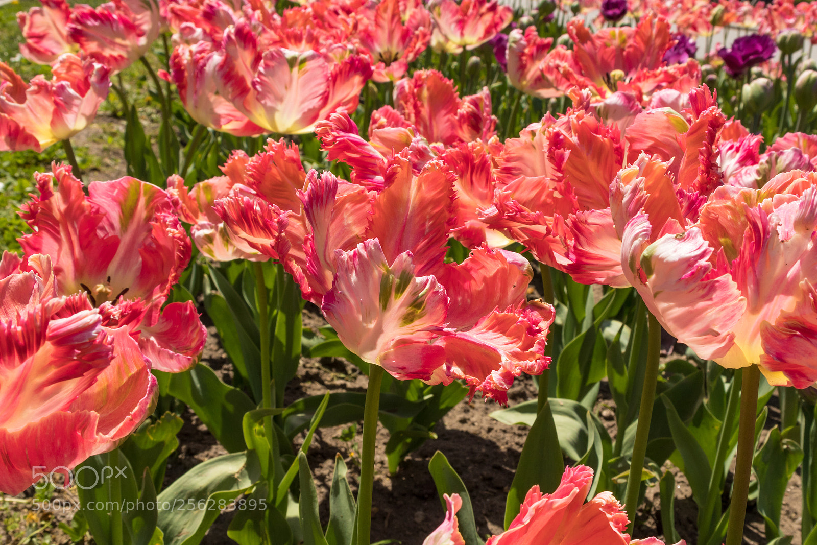 Canon EOS M5 sample photo. Tulip garden photography