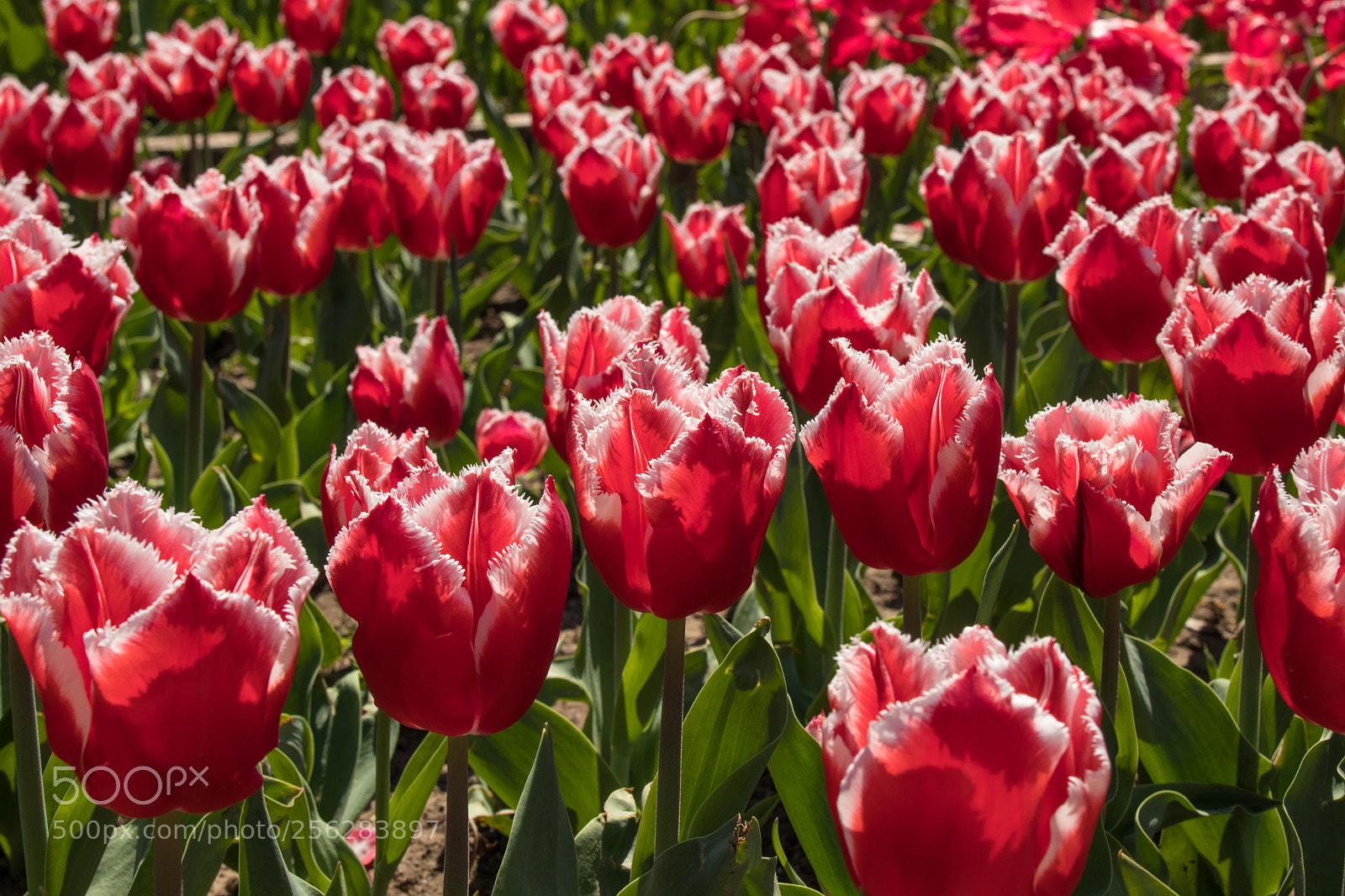 Canon EOS M5 sample photo. Red and white tulip photography