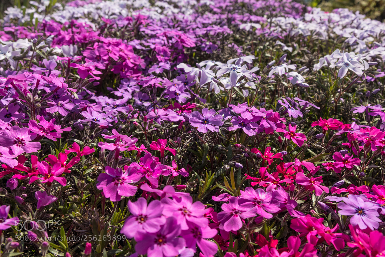 Canon EOS M5 sample photo. Small garden with purple photography