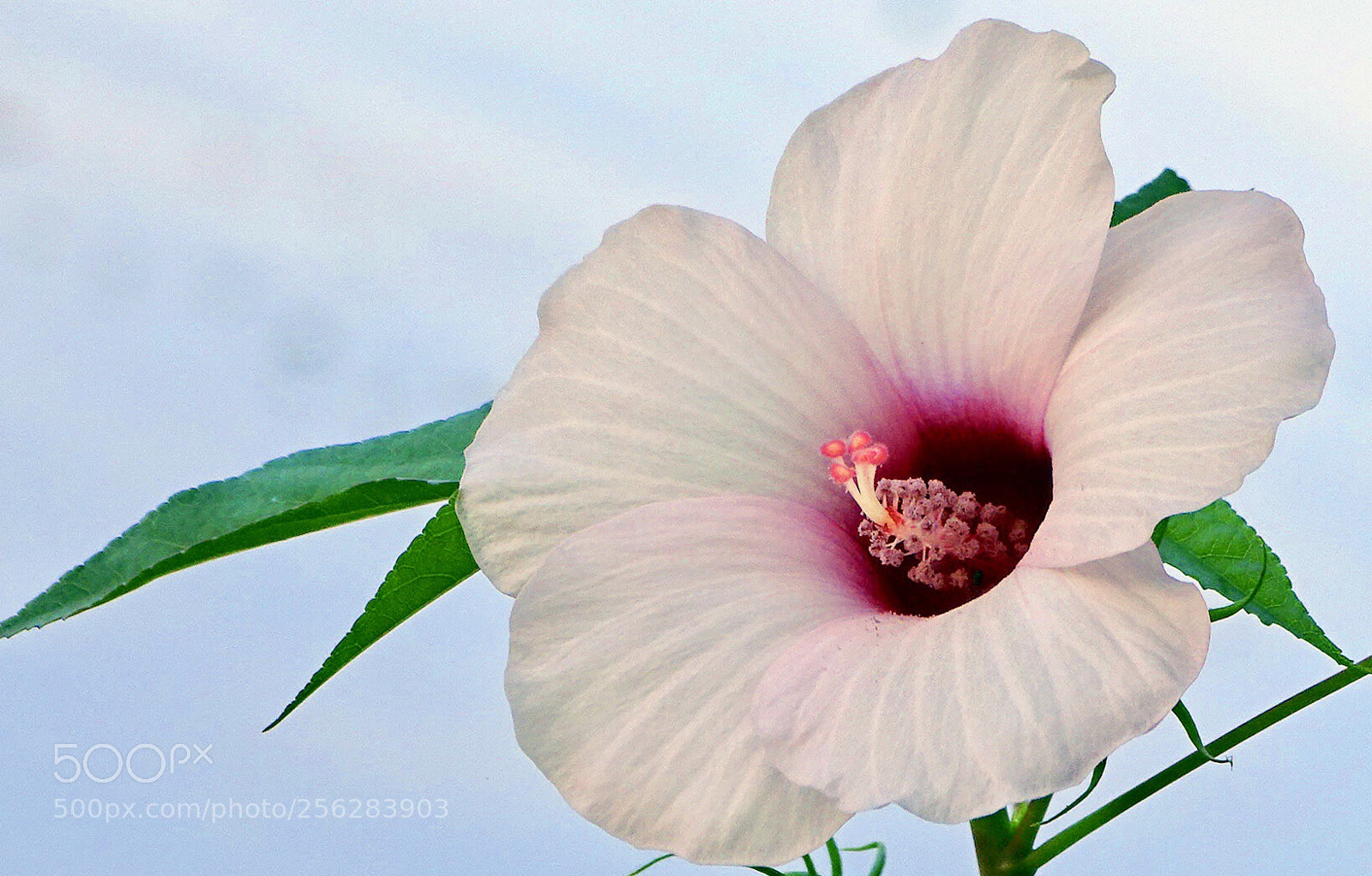 Sony Cyber-shot DSC-HX400V sample photo. Hibiscus photography