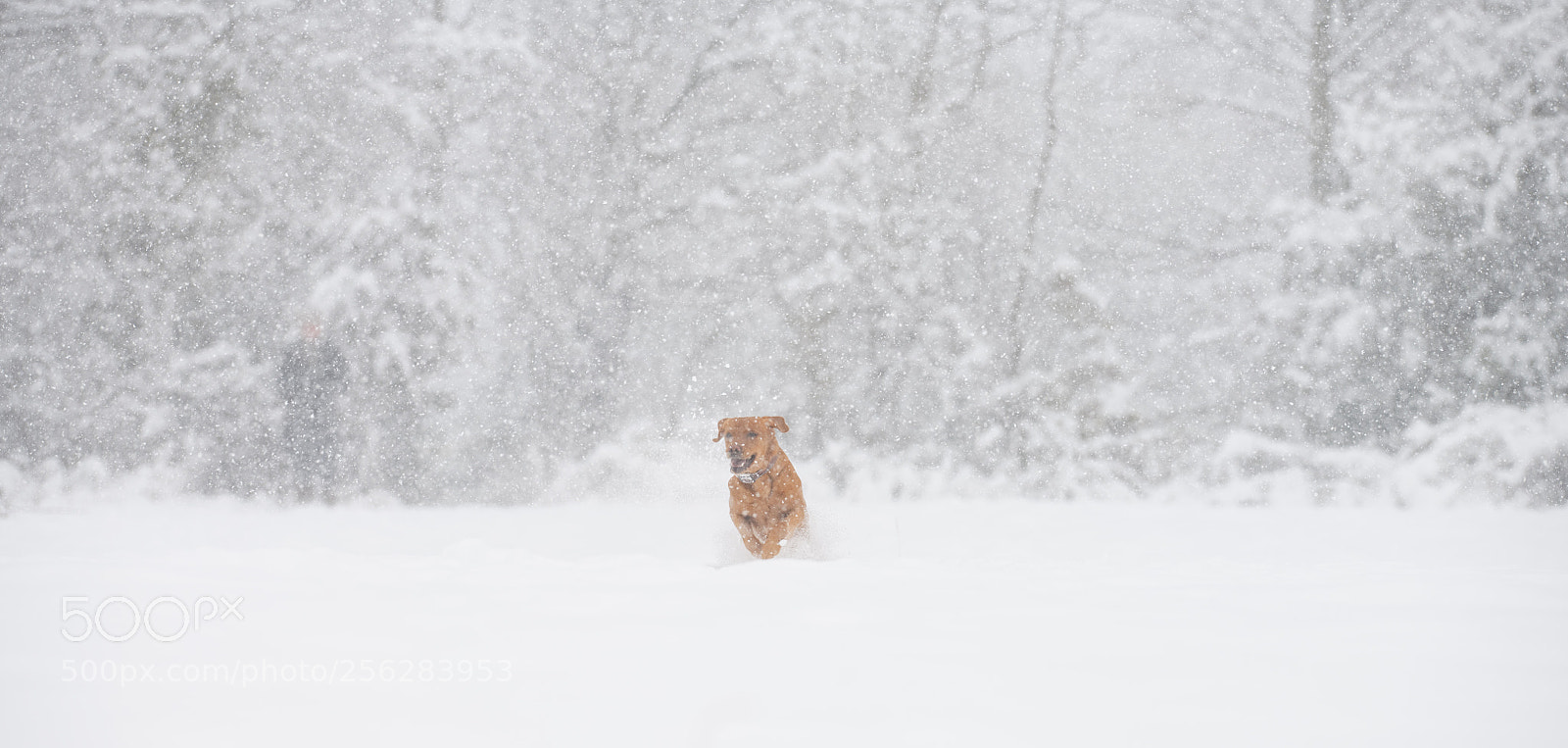 Nikon D850 sample photo. 'tale of the snow photography