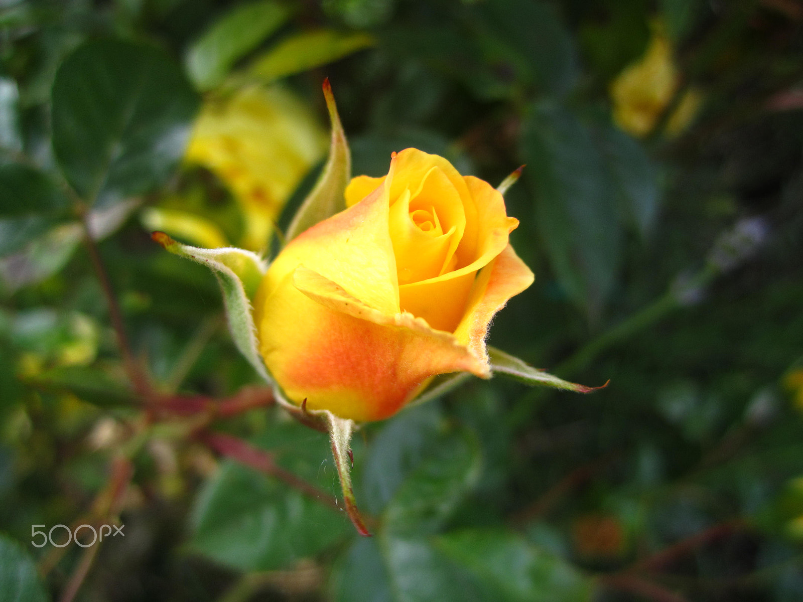 Canon PowerShot SD1400 IS (IXUS 130 / IXY 400F) sample photo. Blushing rose photography