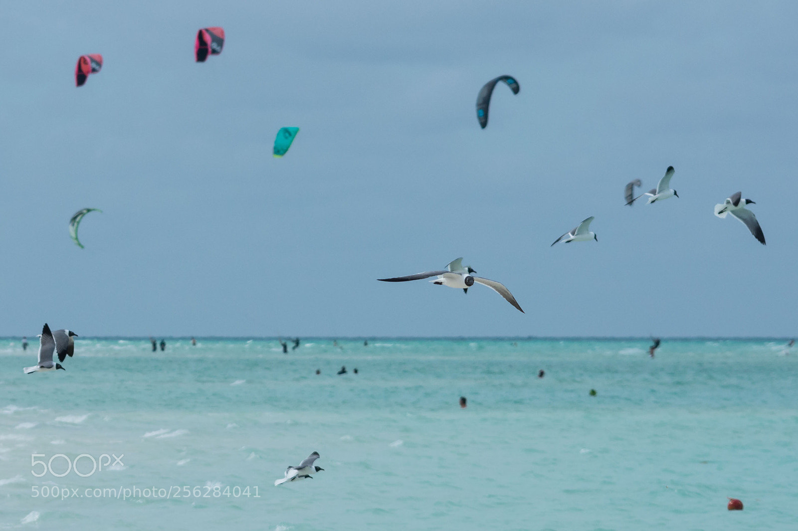 Nikon D7200 sample photo. Birds and kites photography