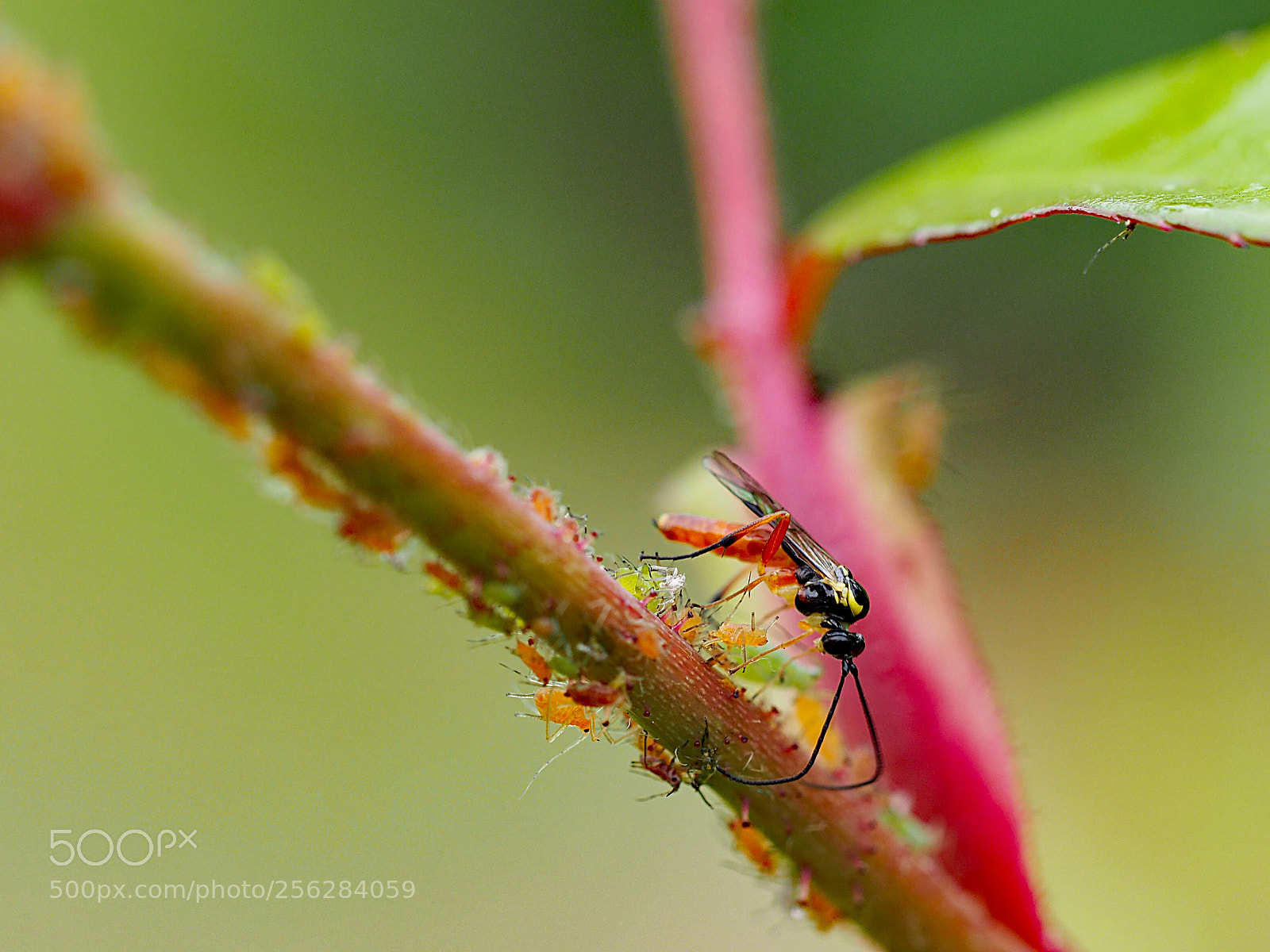Olympus OM-D E-M5 II sample photo. Wasp on the roses. photography