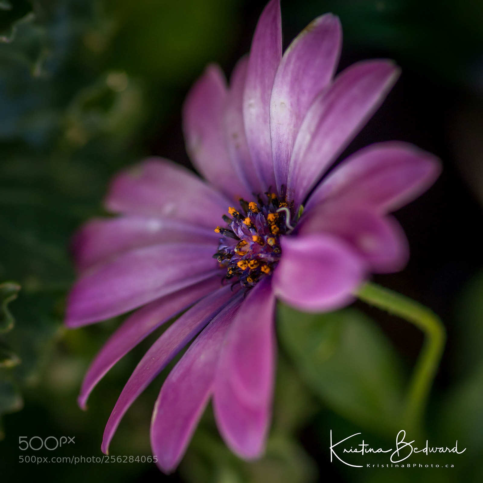 Nikon D600 sample photo. Fleur photography