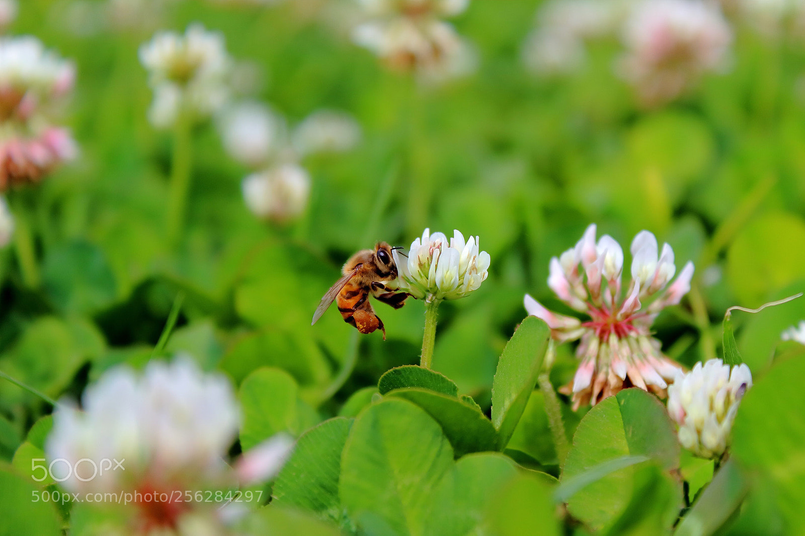 Canon EOS 1200D (EOS Rebel T5 / EOS Kiss X70 / EOS Hi) sample photo. Bee  photography