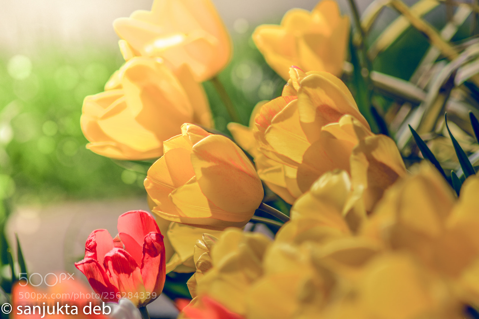 Nikon D3300 sample photo. Tulips photography