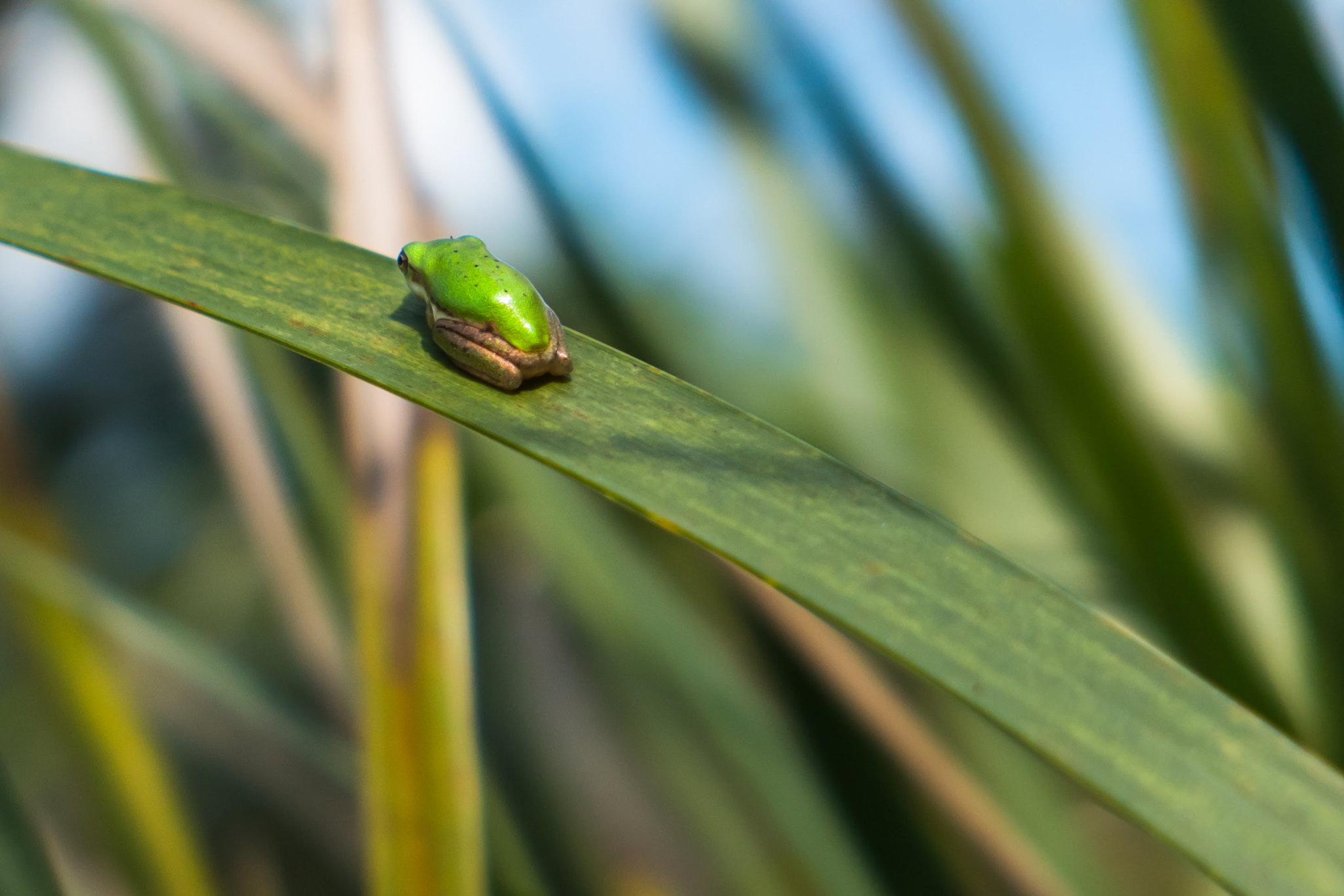 Panasonic Lumix DMC-LX10 (Lumix DMC-LX15) sample photo. Tree frog photography