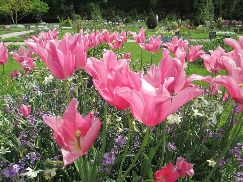 Canon PowerShot A1400 sample photo. Jardin des plantes () photography