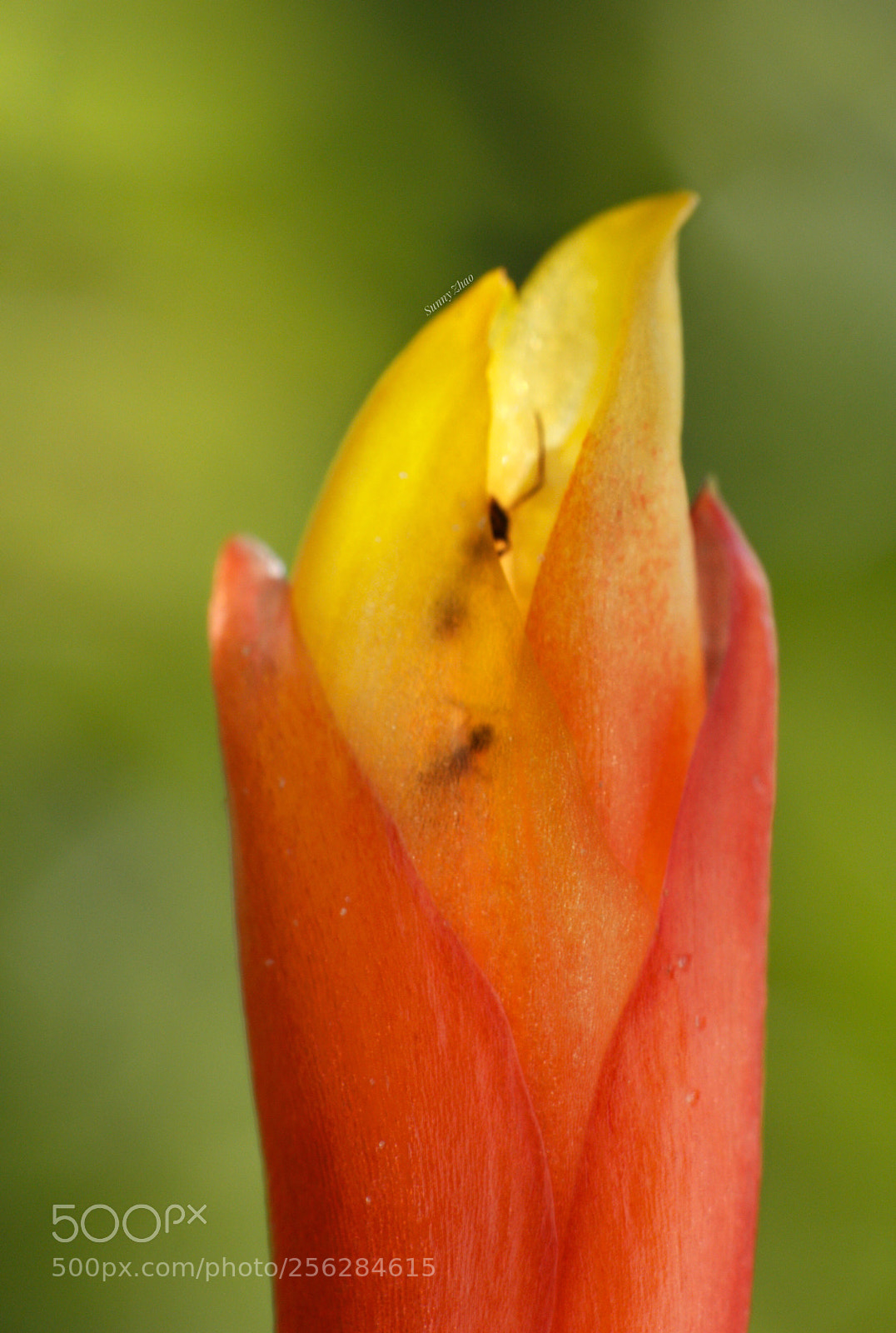 Canon EOS 700D (EOS Rebel T5i / EOS Kiss X7i) sample photo. In 2 photography