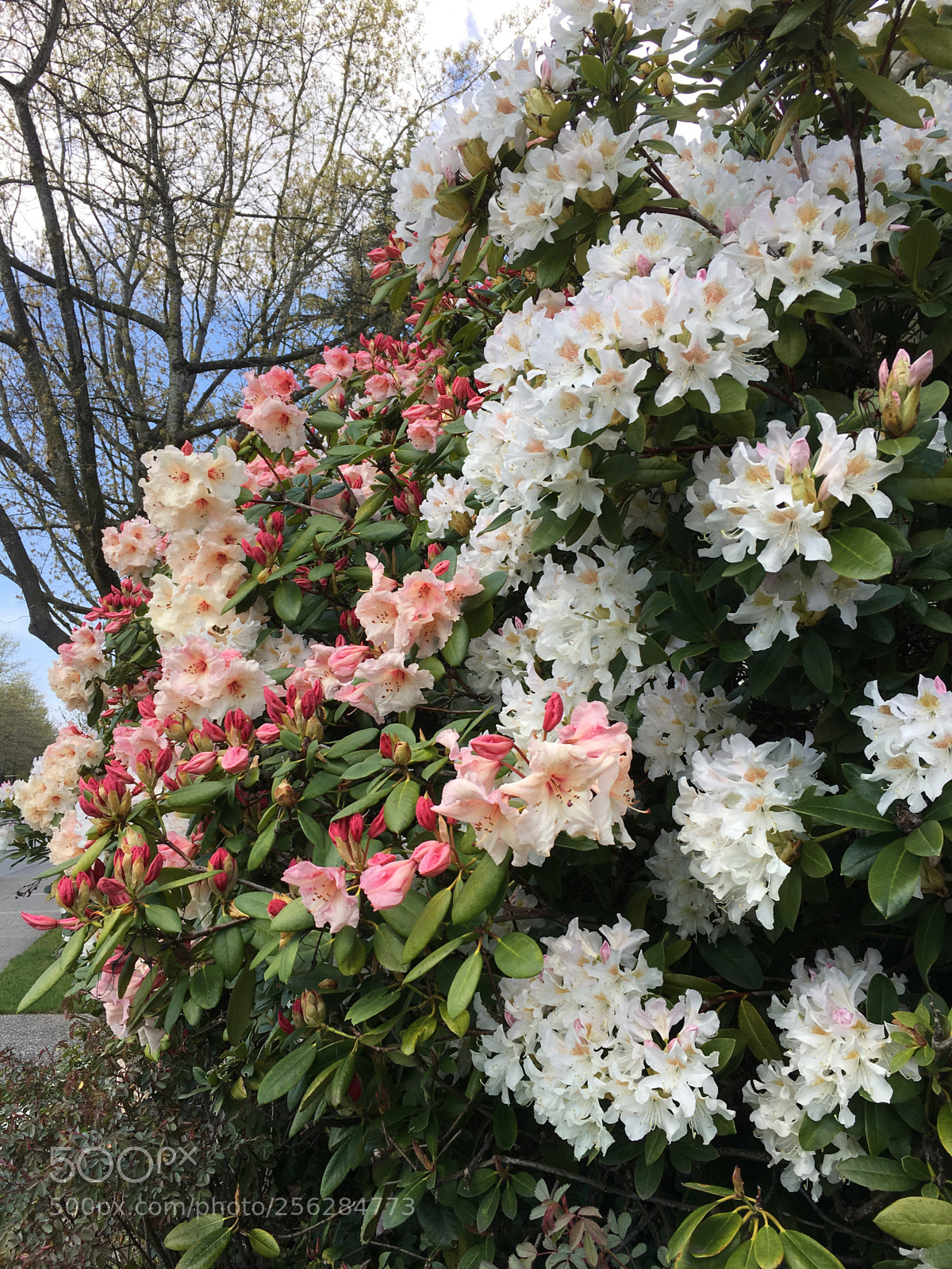 Apple iPhone 6s sample photo. Spring flowers photography