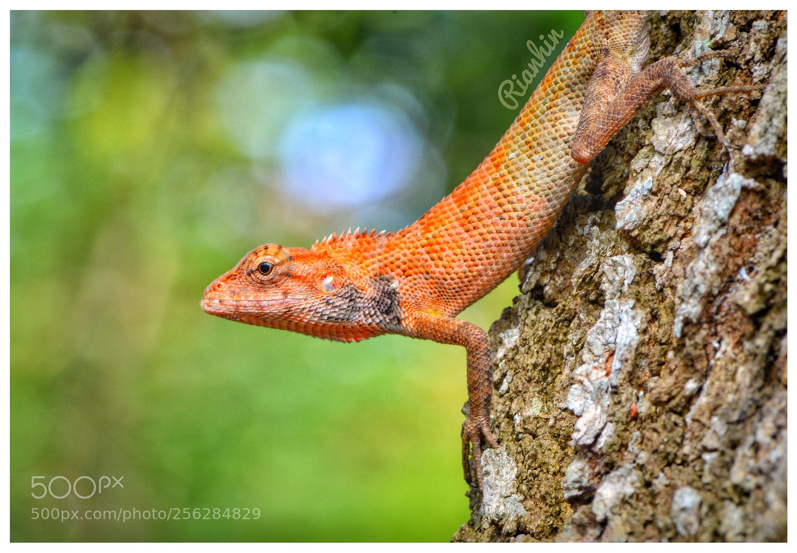 Nikon D3200 sample photo. Chameleon photography