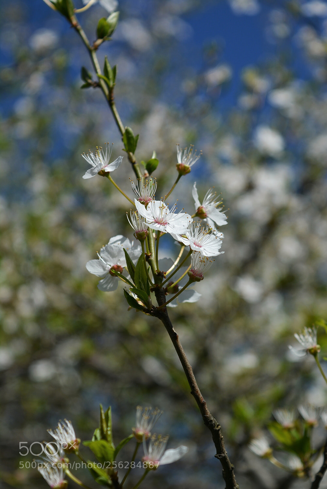 Nikon D5200 sample photo. Mirabelki8 photography