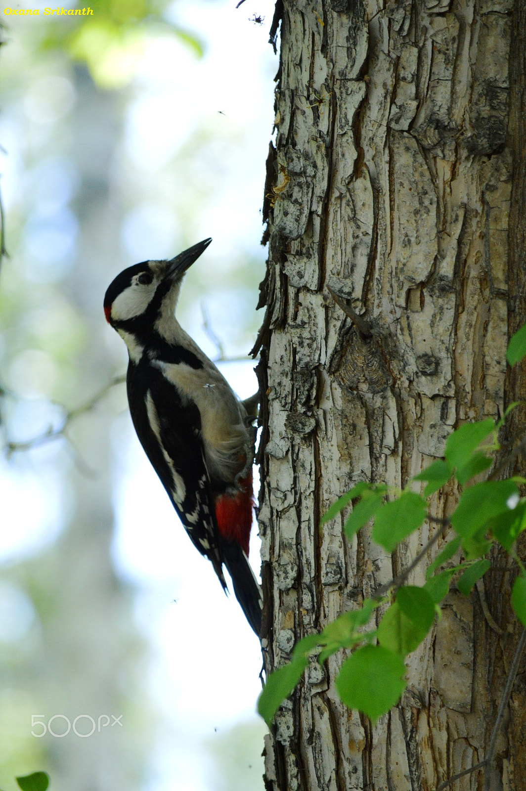 Nikon D3200 sample photo. Woodpecker photography