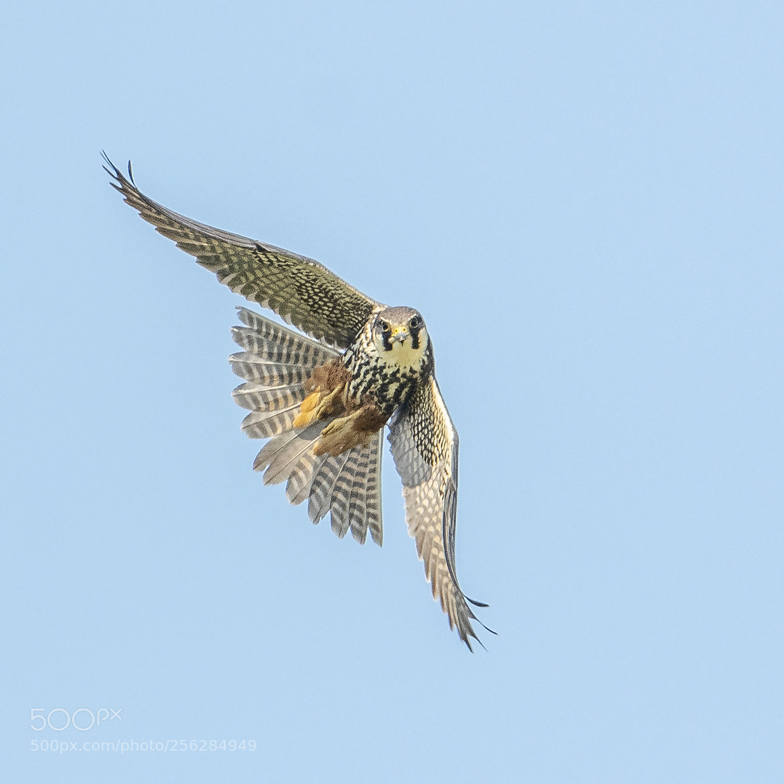Nikon D500 sample photo. Hobby chasing dragonflies photography