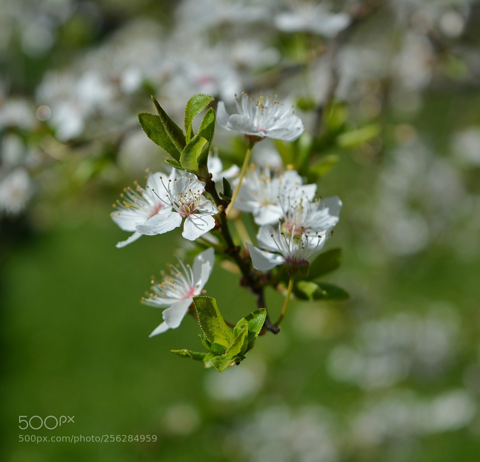 Nikon D5200 sample photo. Mirabelki9 photography