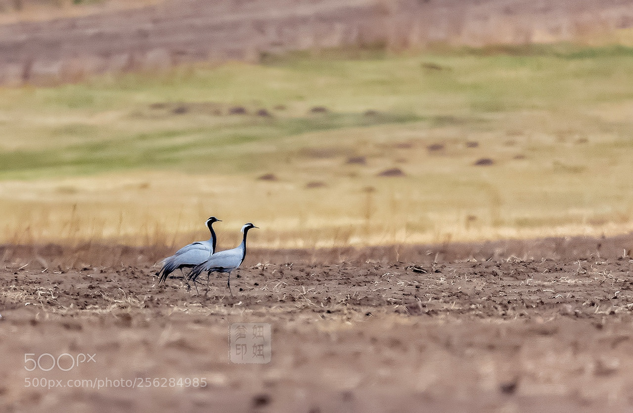 Canon EOS-1D X sample photo. Untitled photography