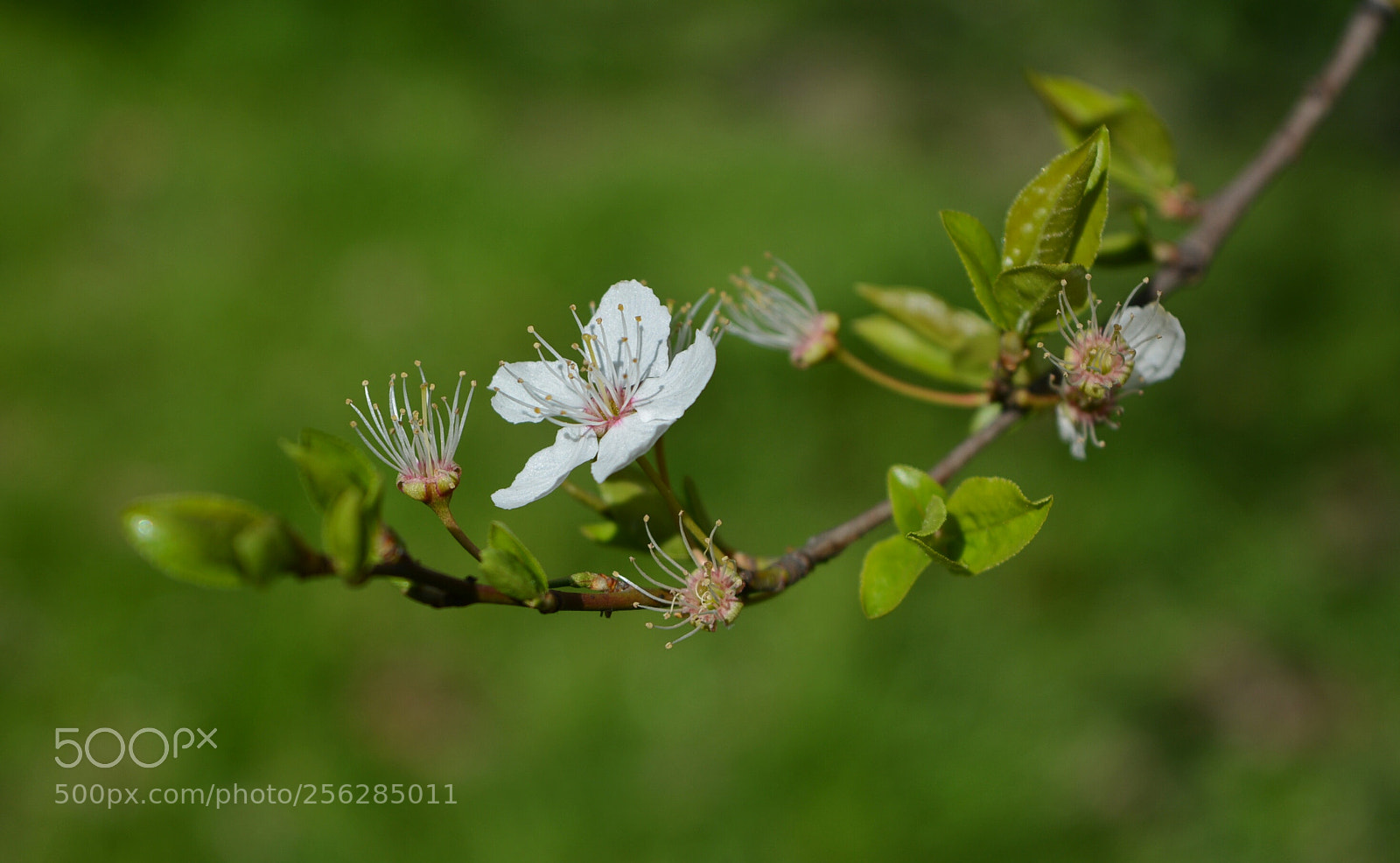 Nikon D5200 sample photo. Mirabelki10 photography