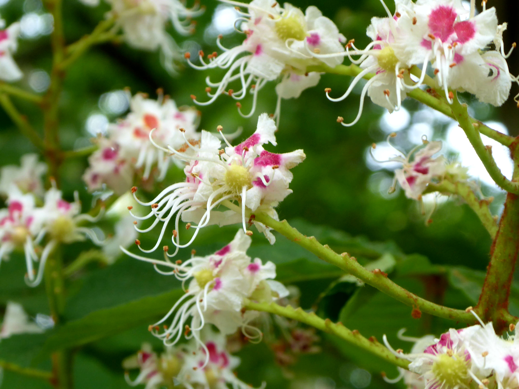 Panasonic DMC-TZ71 sample photo. Blossom photography