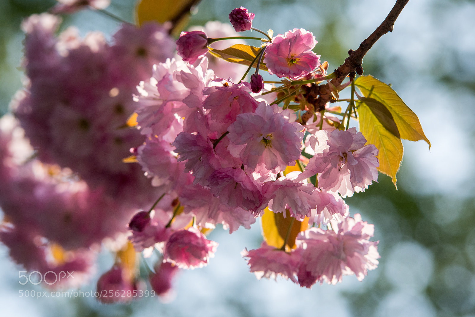 Nikon D7200 sample photo. Kirschblüte photography